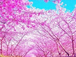 桜並木jpg