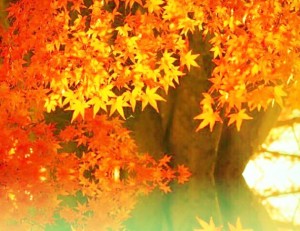 紅葉