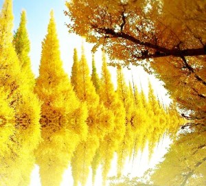 紅葉、黄色n