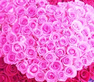 薔薇の花